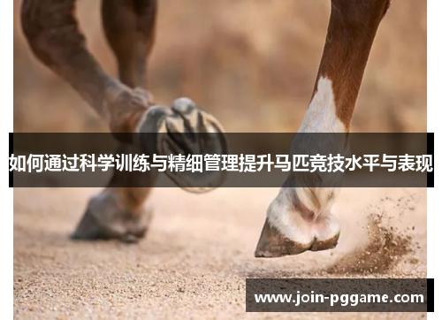 如何通过科学训练与精细管理提升马匹竞技水平与表现